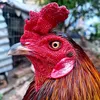 by.rooster8