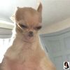 beandawg7