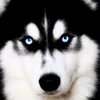 🐶Yêu Lu🐶