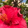 juni_blomgren