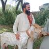 khanzada_goat_farm