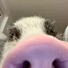 Milo, Luna 🐽 & Flummi 🐾