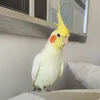 pablothegreatest0