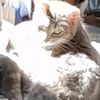 i_luv_my_catssss