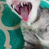 tripitropitrapa5