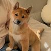 cookie.shiba.inu4