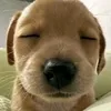 mxuannhoanhh