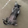 IDog
