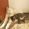 ramina_001v