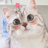 mingmingsr