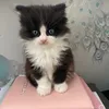 oliver_thecatboss