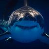 LifeIsBeautiful&Scary🌪️🦈