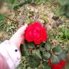 loveor86