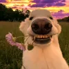 urrfavv_jake