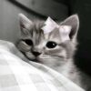 flooona_