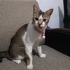 trentem.lestari