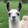 llama_queen37