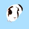 guinea.pig.mom3