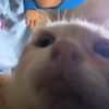 cho_anna