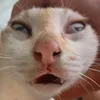 thaiazic