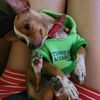 kirita_la_perrita_