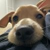 alexdog243