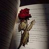 zulfi322355