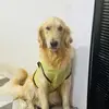 simbaandpawtyfriends