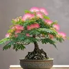 bonsai.b.ro4