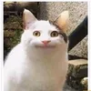 leehieuu38
