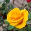 nadir.maria2
