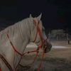 shahoda_003