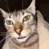 Fat cat