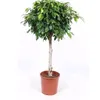 ll_ficus_ll