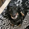 thedachshund1