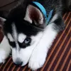 lobito.bebe8