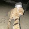 adyazka19