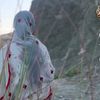 gulzameen077