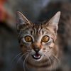 the_horror_ccat