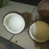 kelapa_balap08