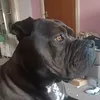 i_love_dogs983