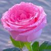 arshiya.begum3