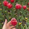 nurlana_agac