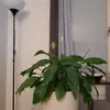 nanna__nadja