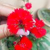 ritusubba91
