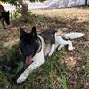 akita_americano_07