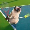 tenniscat51