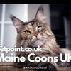mainecoon_cats__adoption