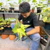 alzamflora99