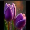 len.lilen